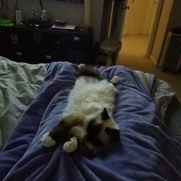 Meet your Posher, Devon - Picture 1 of 1